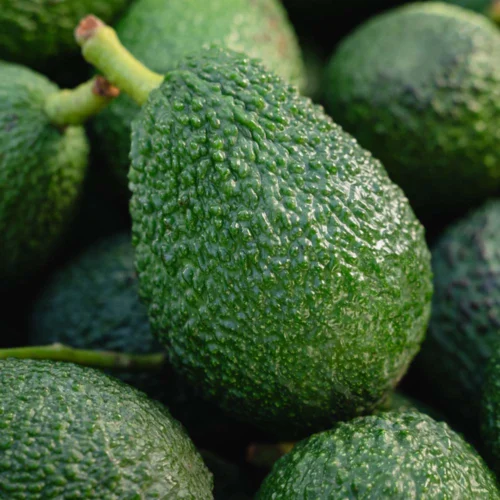 Bio avokado Hass